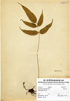 藏品(華鳳了蕨)的圖片